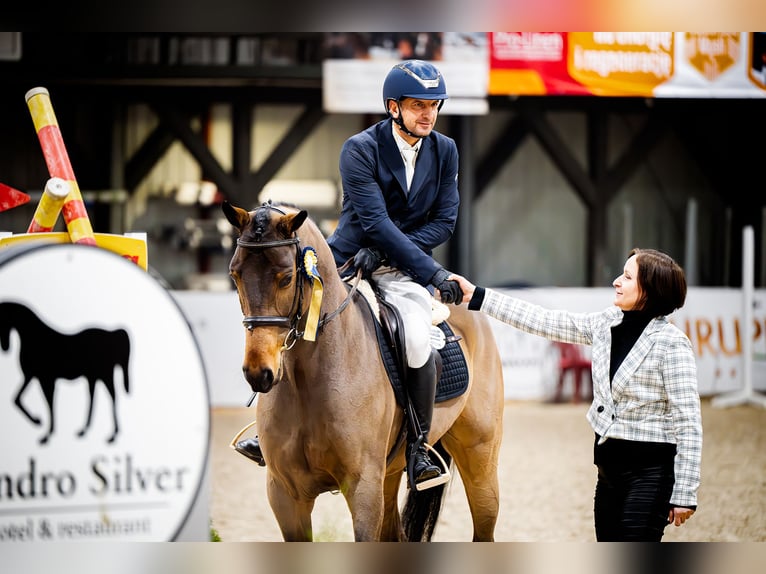 Oldenbourg Hongre 5 Ans 166 cm Bai in Buk