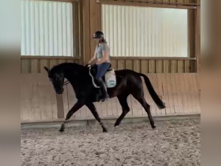 Oldenbourg Hongre 5 Ans 166 cm Noir in Pfaffenhofen