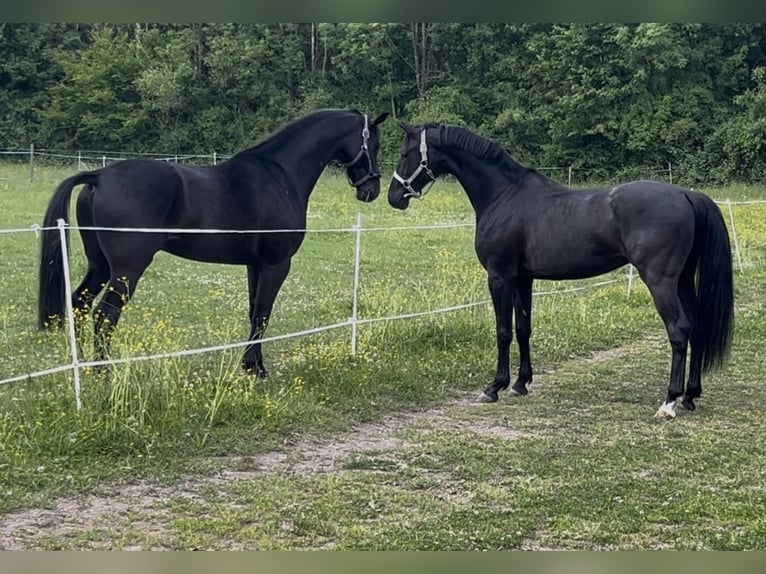 Oldenbourg Hongre 5 Ans 166 cm Noir in Pfaffenhofen