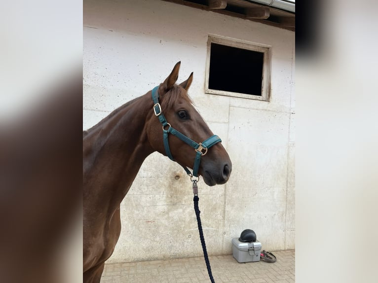 Oldenbourg Hongre 5 Ans 167 cm Alezan brûlé in Kaisten