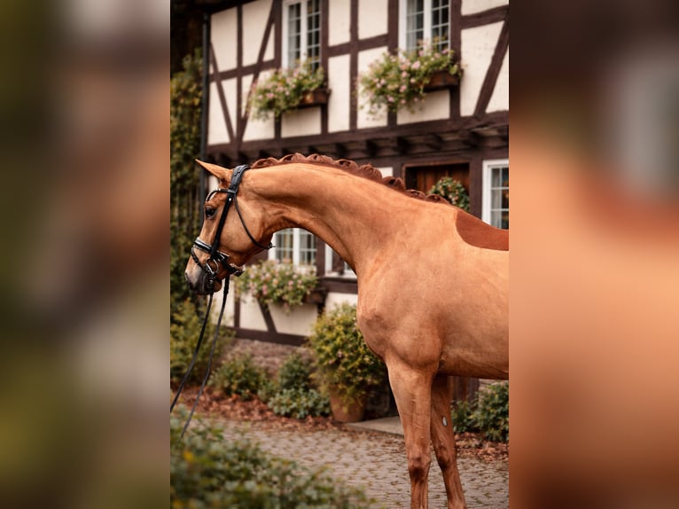 Oldenbourg Hongre 5 Ans 167 cm Alezan in Bielefeld