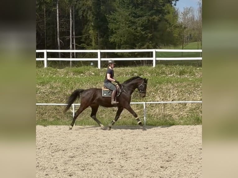 Oldenbourg Hongre 5 Ans 167 cm Bai brun in Pelmberg