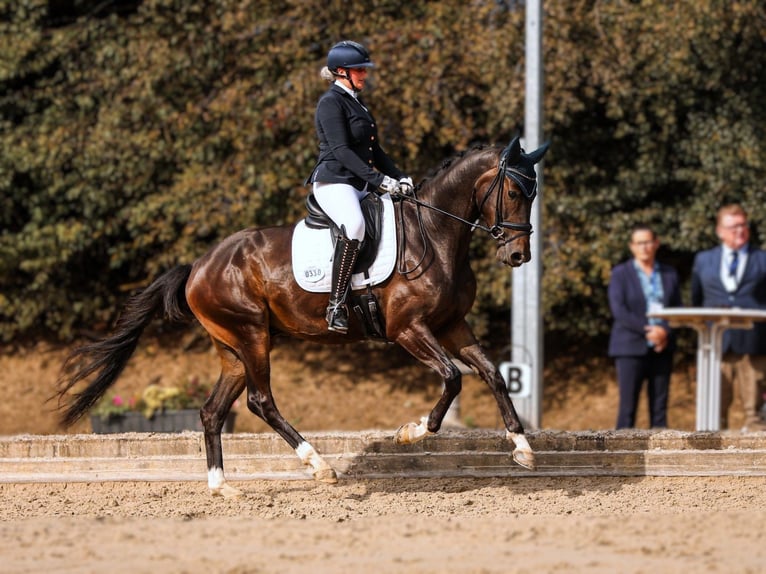 Oldenbourg Hongre 5 Ans 167 cm Bai brun foncé in Münster