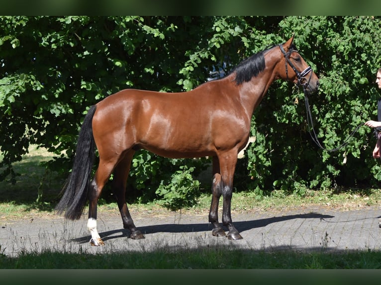 Oldenbourg Hongre 5 Ans 167 cm Bai in Herbstein