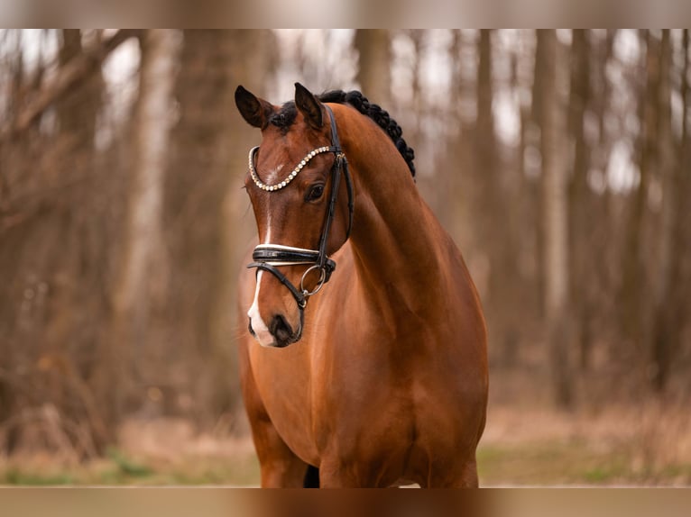 Oldenbourg Hongre 5 Ans 167 cm Bai in Wehringen