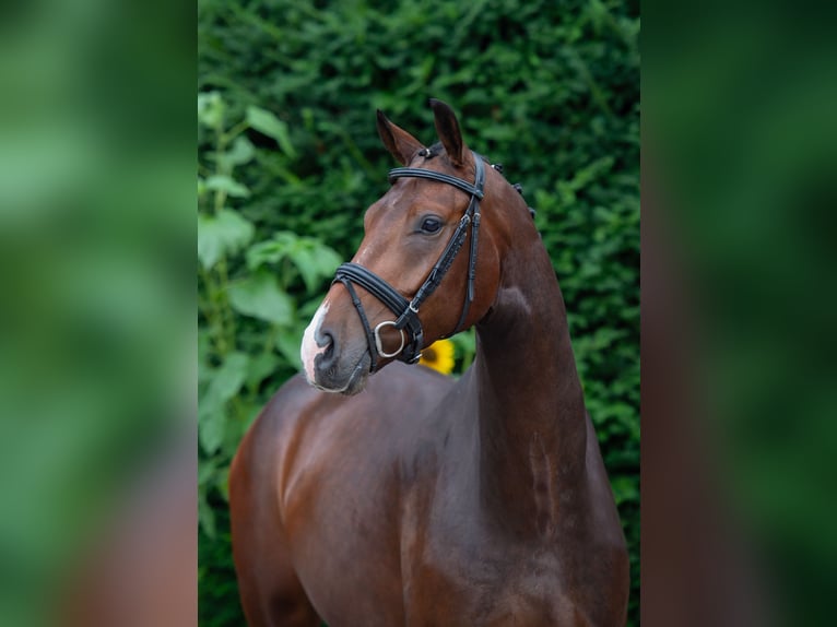 Oldenbourg Hongre 5 Ans 167 cm Bai in Damme
