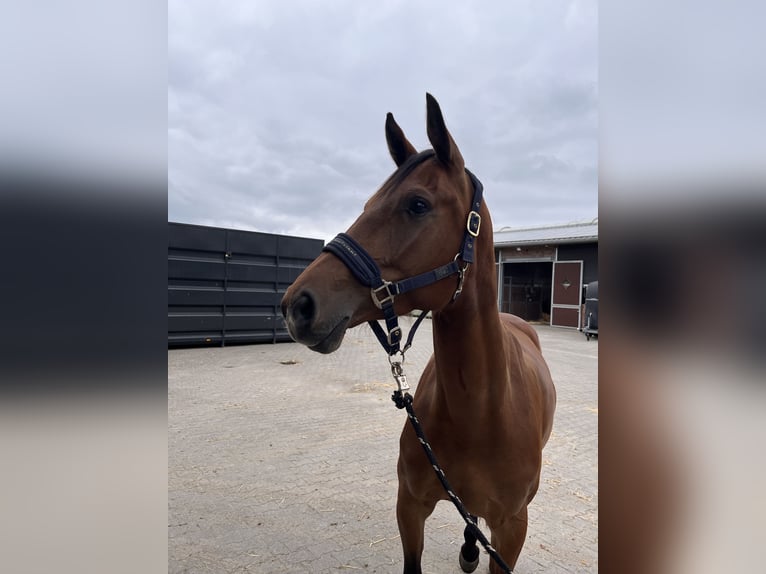 Oldenbourg Hongre 5 Ans 167 cm Bai in Edewecht