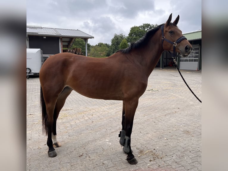 Oldenbourg Hongre 5 Ans 167 cm Bai in Edewecht