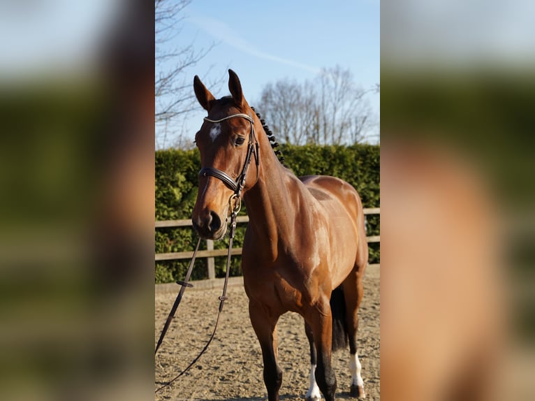 Oldenbourg Hongre 5 Ans 167 cm Bai in Lohne (Oldenburg)