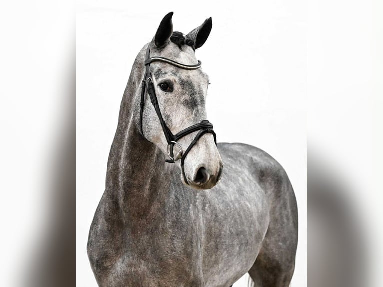 Oldenbourg Hongre 5 Ans 167 cm in KRAJENKA