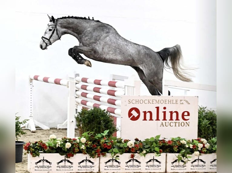 Oldenbourg Hongre 5 Ans 167 cm in KRAJENKA