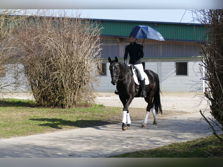 Oldenbourg Hongre 5 Ans 167 cm Noir in Ganschow