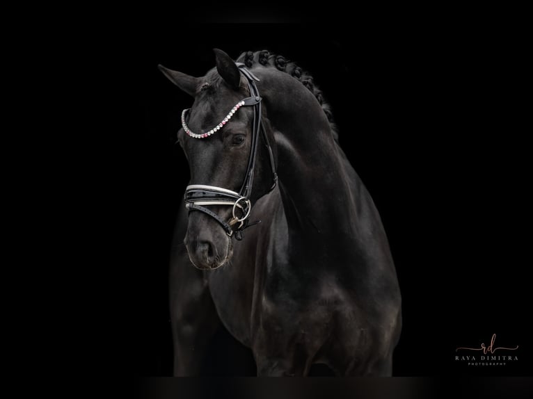 Oldenbourg Hongre 5 Ans 167 cm Noir in Wehringen