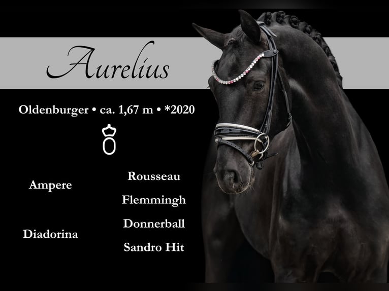 Oldenbourg Hongre 5 Ans 167 cm Noir in Wehringen