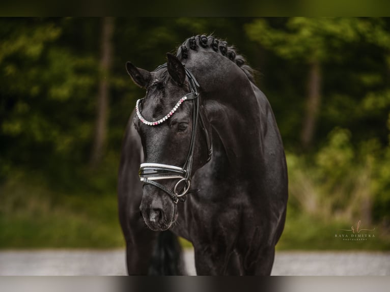 Oldenbourg Hongre 5 Ans 167 cm Noir in Wehringen