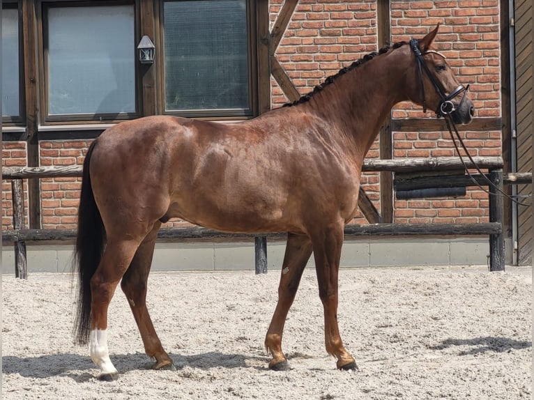 Oldenbourg Hongre 5 Ans 168 cm Alezan br l in Heidesheim am Rhein