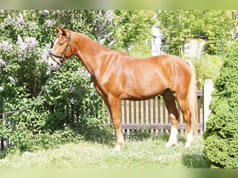 Oldenbourg Hongre 5 Ans 168 cm Alezan in Römhild