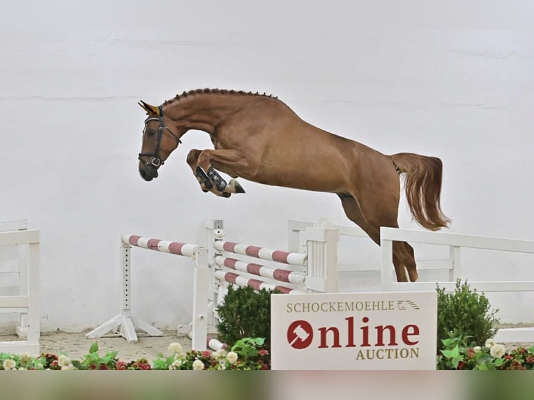 Oldenbourg Hongre 5 Ans 168 cm Alezan in GŁUBCZYN