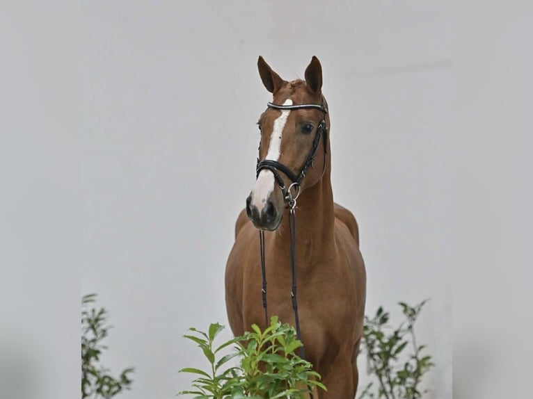 Oldenbourg Hongre 5 Ans 168 cm Alezan in GŁUBCZYN