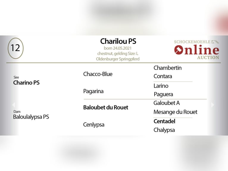 Oldenbourg Hongre 5 Ans 168 cm Alezan in GŁUBCZYN