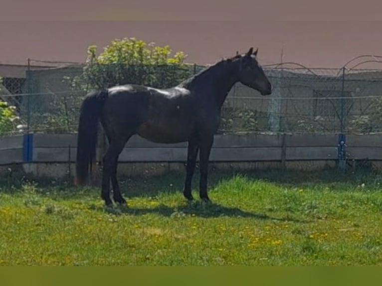Oldenbourg Hongre 5 Ans 168 cm Bai brun in Hitzendorf