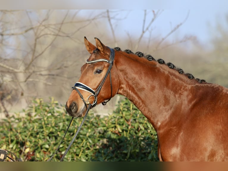 Oldenbourg Hongre 5 Ans 168 cm Bai in Hatten