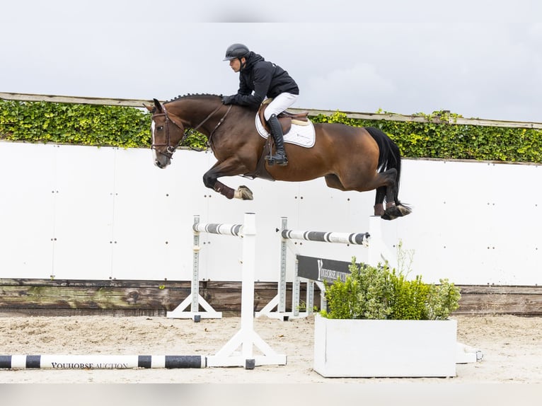 Oldenbourg Hongre 5 Ans 168 cm Bai in Waddinxveen