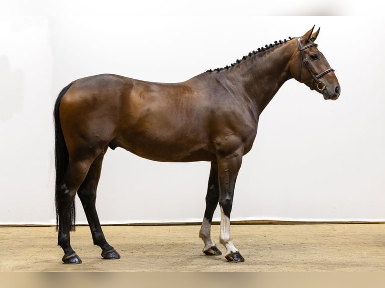 Oldenbourg Hongre 5 Ans 168 cm Bai in Waddinxveen