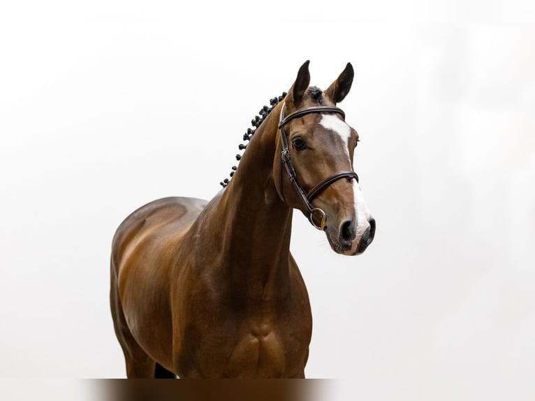 Oldenbourg Hongre 5 Ans 168 cm Bai in Waddinxveen