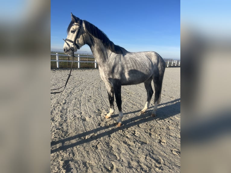 Oldenbourg Hongre 5 Ans 168 cm Gris in Söllingen