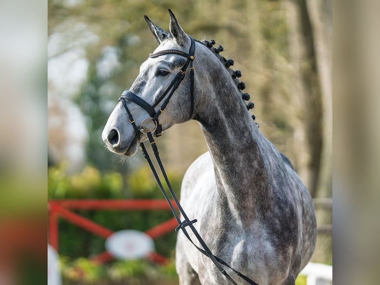 Oldenbourg Hongre 5 Ans 168 cm Gris in Münster-Handorf