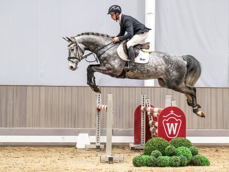 Oldenbourg Hongre 5 Ans 168 cm Gris in Münster-Handorf