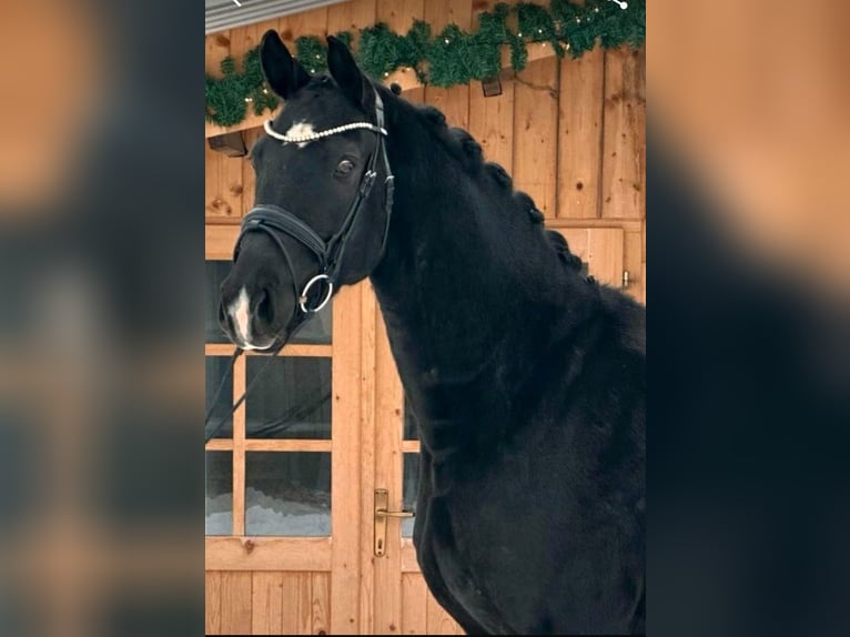Oldenbourg Hongre 5 Ans 168 cm Noir in Mainburg