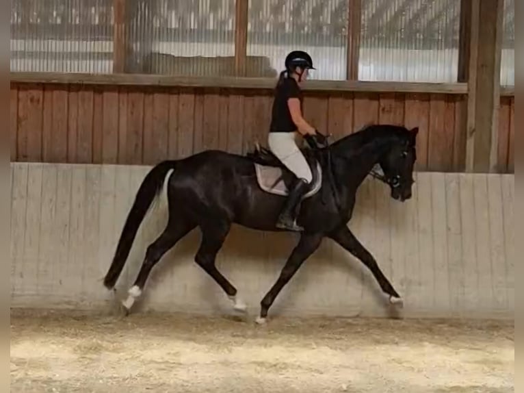 Oldenbourg Hongre 5 Ans 168 cm Noir in Mainburg