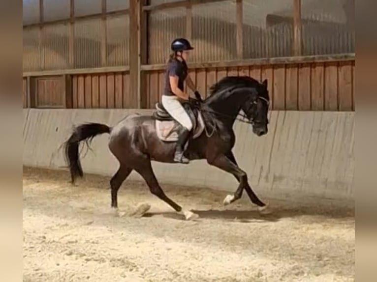 Oldenbourg Hongre 5 Ans 168 cm Noir in Mainburg