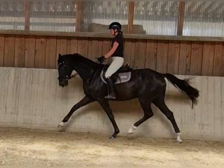 Oldenbourg Hongre 5 Ans 168 cm Noir in Mainburg