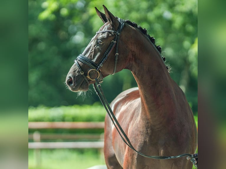 Oldenbourg Hongre 5 Ans 168 cm Noir in Münster