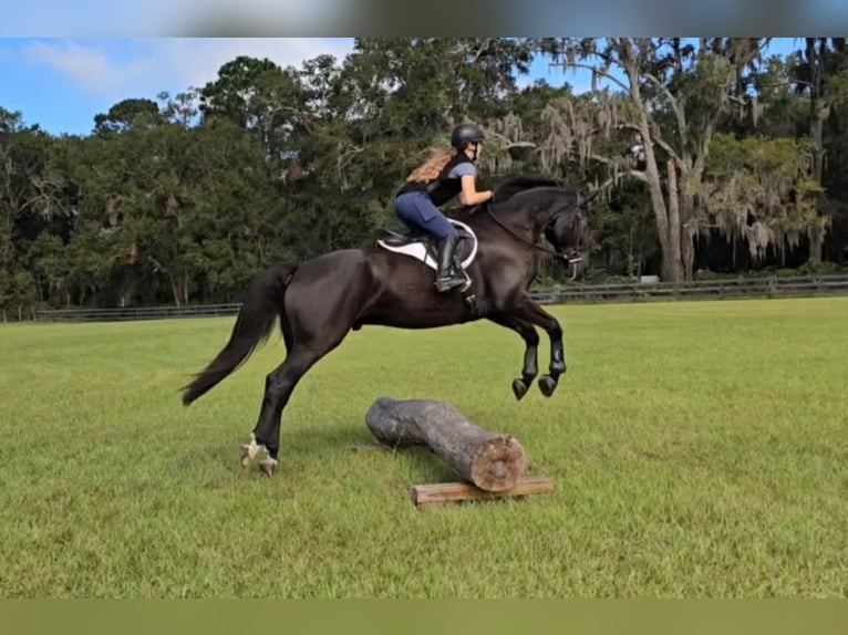 Oldenbourg Hongre 5 Ans 168 cm Noir in Ocala FL