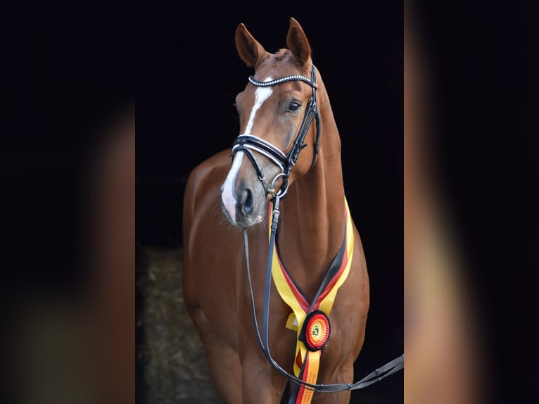 Oldenbourg Hongre 5 Ans 169 cm Alezan in Herbstein