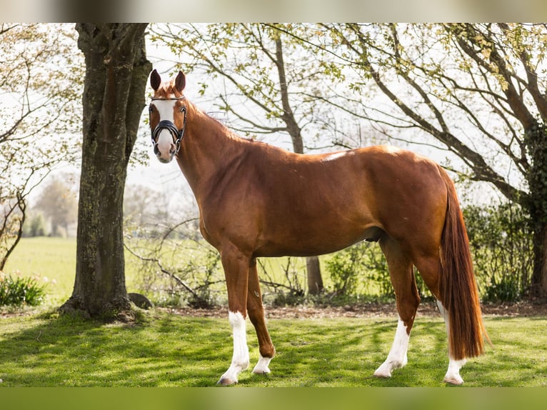 Oldenbourg Hongre 5 Ans 169 cm Alezan in Hagewede