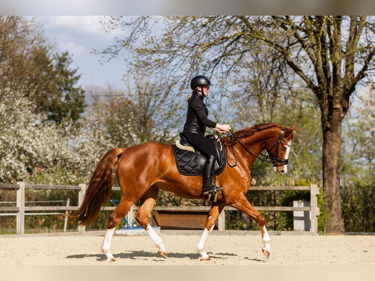 Oldenbourg Hongre 5 Ans 169 cm Alezan in Hagewede