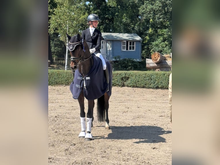 Oldenbourg Hongre 5 Ans 169 cm Bai brun in Ph&#xF6;ben