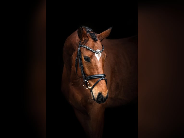 Oldenbourg Hongre 5 Ans 169 cm Bai in Bruchsal