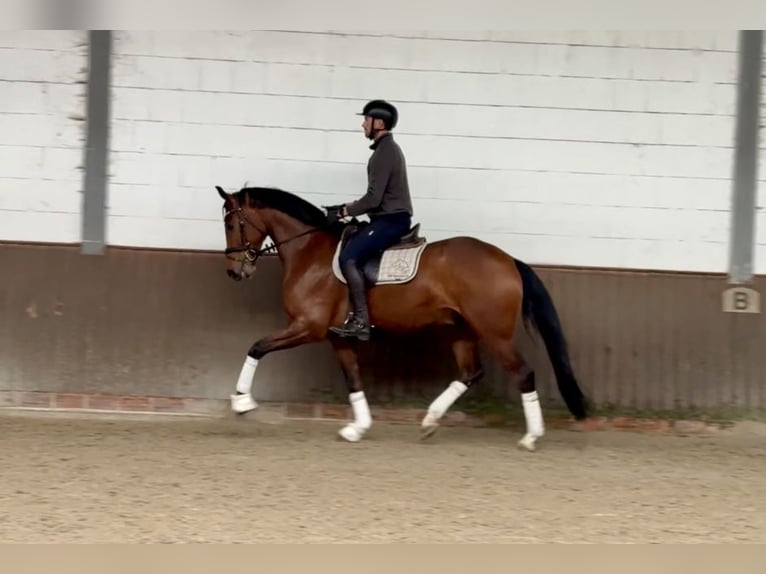 Oldenbourg Hongre 5 Ans 169 cm Bai in Lohne (Oldenburg)