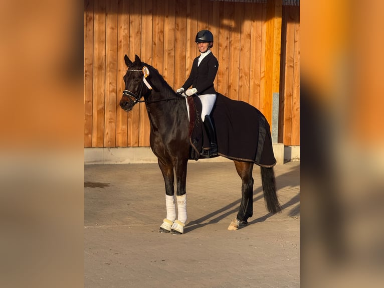 Oldenbourg Hongre 5 Ans 169 cm Bai in Ph&#xF6;ben