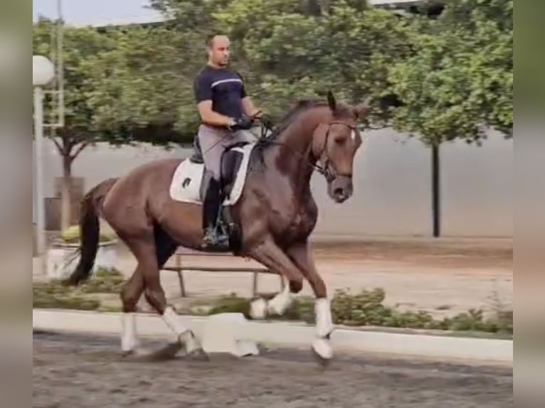 Oldenbourg Hongre 5 Ans 169 cm Bai clair in Estartit