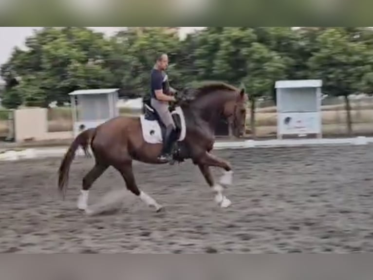 Oldenbourg Hongre 5 Ans 169 cm Bai clair in Estartit