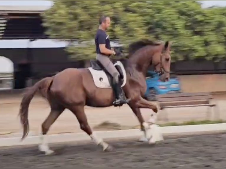 Oldenbourg Hongre 5 Ans 169 cm Bai clair in Estartit
