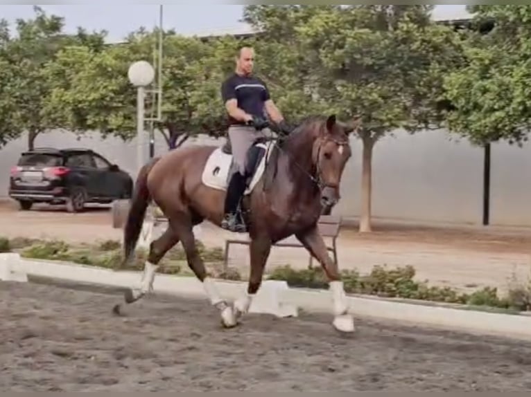 Oldenbourg Hongre 5 Ans 169 cm Bai clair in Estartit