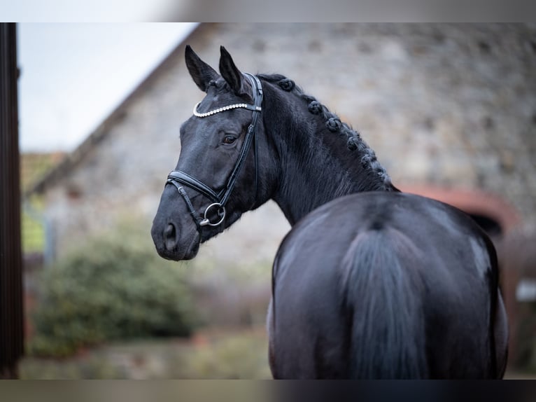 Oldenbourg Hongre 5 Ans 169 cm Noir in Bramsche